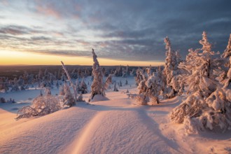 Winter landscape with snow-covered trees, Riisitunturi National Park, Posio, Lapland, Finland,