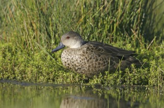 Grey Teal (Anas gracilis), Victoria, Australia, Oceania