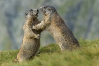 Alpine Marmot (Marmota marmota) two adult playing and fighting, High Tauern National Park,