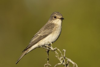 Spotted Flycatcher (Muscicapa striata) perched on a branch, Smaland, Sweden, Europe