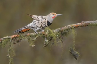 Northern Flicker (Colaptes auratus) male perched on a branch, British Columbia, Canada, North