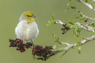 Verdin (Auriparus flaviceps), Texas, USA, North America