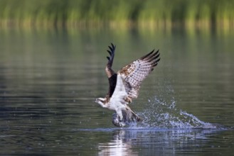 Western osprey (Pandion haliaetus) catching fish in its talons from water surface of lake in summer
