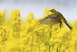 A yellow wagtail (Motacilla flava) flies over a flowering rape field with yellow flowers, Hesse,