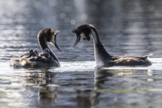 Great Crested Grebe (Podiceps Scalloped ribbonfish) with juveniles, Emsland, Lower Saxony, Germany,