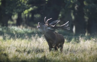 Red deer (Cervus elaphus), roaring, rutting, Solling, Lower Saxony, Germany, Europe