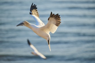 Northern gannet (Morus bassanus) flying over the sea at sunset, wildlife, Helgoland, Germany,