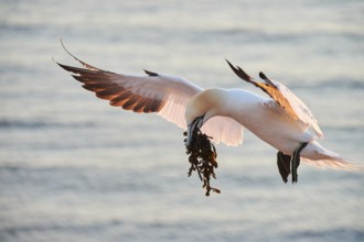Northern gannet (Morus bassanus) flying over the sea with rivet material in the beakat sunset,