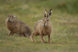 European brown hare (Lepus europaeus) two adult animals in grassland in spring, England, United