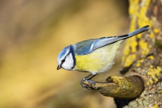 Blue Tit (Parus Caeruleus) Germany