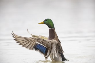 Mallard (Anas platyrhynchos) ml Germany
