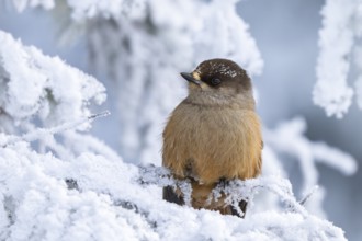 Eurasian jay (Perisoreus infaustus) in the snow, Kuusamo, Lapland, Finland, Europe