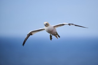 Northern gannet (Morus bassanus) flying over the sea, wildlife, Helgoland, Germany, Europe