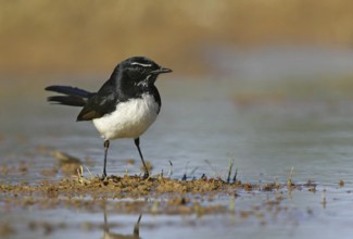 Willie Wagtail (Rhipidura leucophrys), Queensland, Australia, Oceania