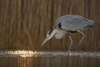 Grey Heron (Ardea cinerea) hunting in the morning light, Pusztaszer, Hungary, Europe
