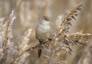 Bearded Reedling (Panurus biarmicus) female, Mecklenburg-Western Pomerania, Germany, Europe