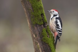 Middle Spotted Woodpecker (Dendrocoptes medius) climbing up old mossy tree trunk, Poland, Europe