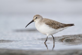 Curlew Sandpiper (Calidris ferruginea), Western Australia, Australia, Oceania