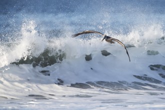 Brown Pelican (Pelecanus occidentalis) flying over the surf on the beach, Santa Rosa, Guatemala,