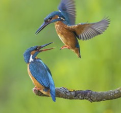 Common Kingfisher (Alcedo atthis) pair, Saxony-Anhalt, Germany, Europe