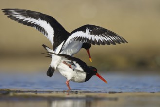 Eurasian Oystercatcher (Haematopus ostralegus) pair mating, North Rhine-Westphalia, Germany, Europe