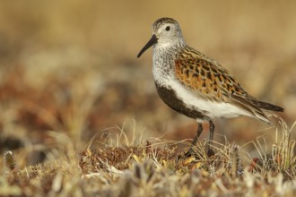Dunlin (Calidris alpina) feeding on the tundra in Northern Alaska