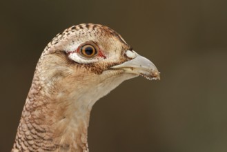 Common Pheasant (Phasianus colchicus) female, Utrecht, Netherlands