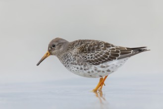 Meerstrandläufer, Calidris maritima Purple Sandpiper, Calidris maritima