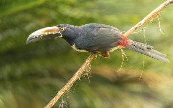 Collared aracari, Halsbandarassari (Pteroglossus torquatus)