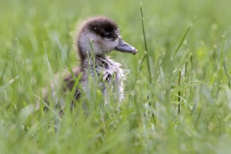 Egyptian Goose (Alopochen aegyptiaca) juvenile, North Rhine-Westphalia, Germany, Europe