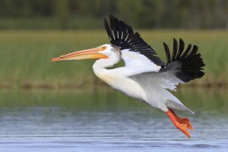 American White Pelican (Pelecanus erythrorhynchos) male flying, British Columbia, Canada, North