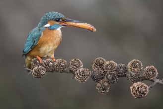 Common Kingfisher (Alcedo atthis) female perched on a branch with a fish in its beak, Lower Saxony,