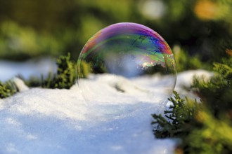 Freezing soap bubble in the snow, frost in the garden, rainbow colours, cold winter weather, winter