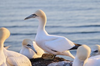 Northern gannet (Morus bassanus) couple on the ground at sunset, wildlife, Helgoland, Germany,