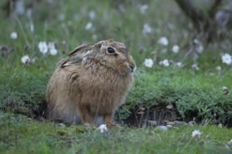 European brown hare (Lepus europaeus) adult animal in grassland, England, United Kingdom, Europe