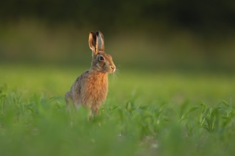 European brown hare (Lepus europaeus) adult animal in a farmland maize field in summer, England,