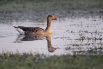 Greylag goose (Anser anser), Lower Saxony, Germany, Europe
