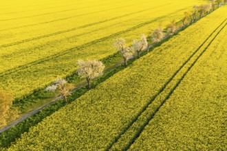 Alley with blossoming fruit trees between rape fields, aerial view in evening light, Wölkisch,