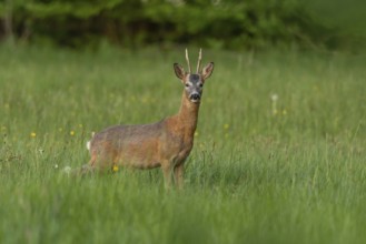 A graceful roe deer stands in a sunlit field, its gaze direct and curious, capturing a peaceful
