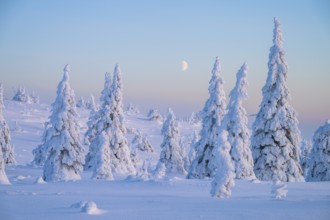 Winter landscape with snow-covered trees, Riisitunturi National Park, Posio, Lapland, Finland,