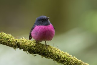 Pink Robin (Petroica rodinogaster) male perched on a mossy branch, Victoria, Australia, Oceania
