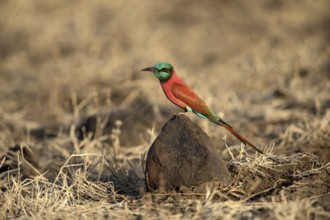 Northern Carmine Bee-eater (Merops nubicus), Aledeghi National Park, Ethiopia, Africa