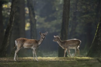 Fallow Deer (Dama dama) two female in forest, Germany, Europe