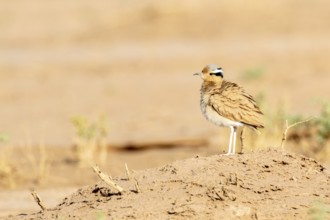 Cream-colored Courser (Cursorius cursor) perched on the ground, Zagora, Morocco, Africa