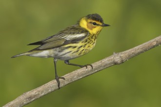 Cape May Warbler (Setophaga tigrina), Texas, USA, North America