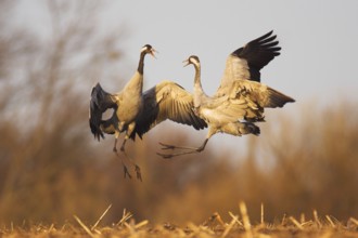 Common Crane (Grus grus), Mecklenburg-Western Pomerania, Germany, Europe