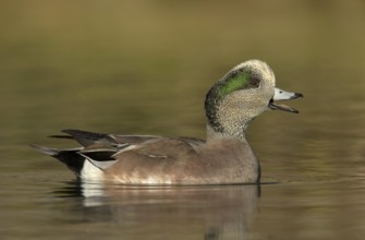 American Wigeon (Mareca americana) male, New Mexico, USA, North America