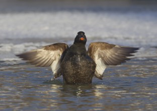 White-winged Scoter (Melanitta deglandi) male flapping wings, Ohio, USA, North America