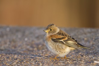 Brambling - Bergfink - Fringilla montifringilla, Germany, 1st cy male, Europe