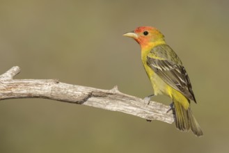 Western Tanager (Piranga ludoviciana) male, Texas, USA, North America